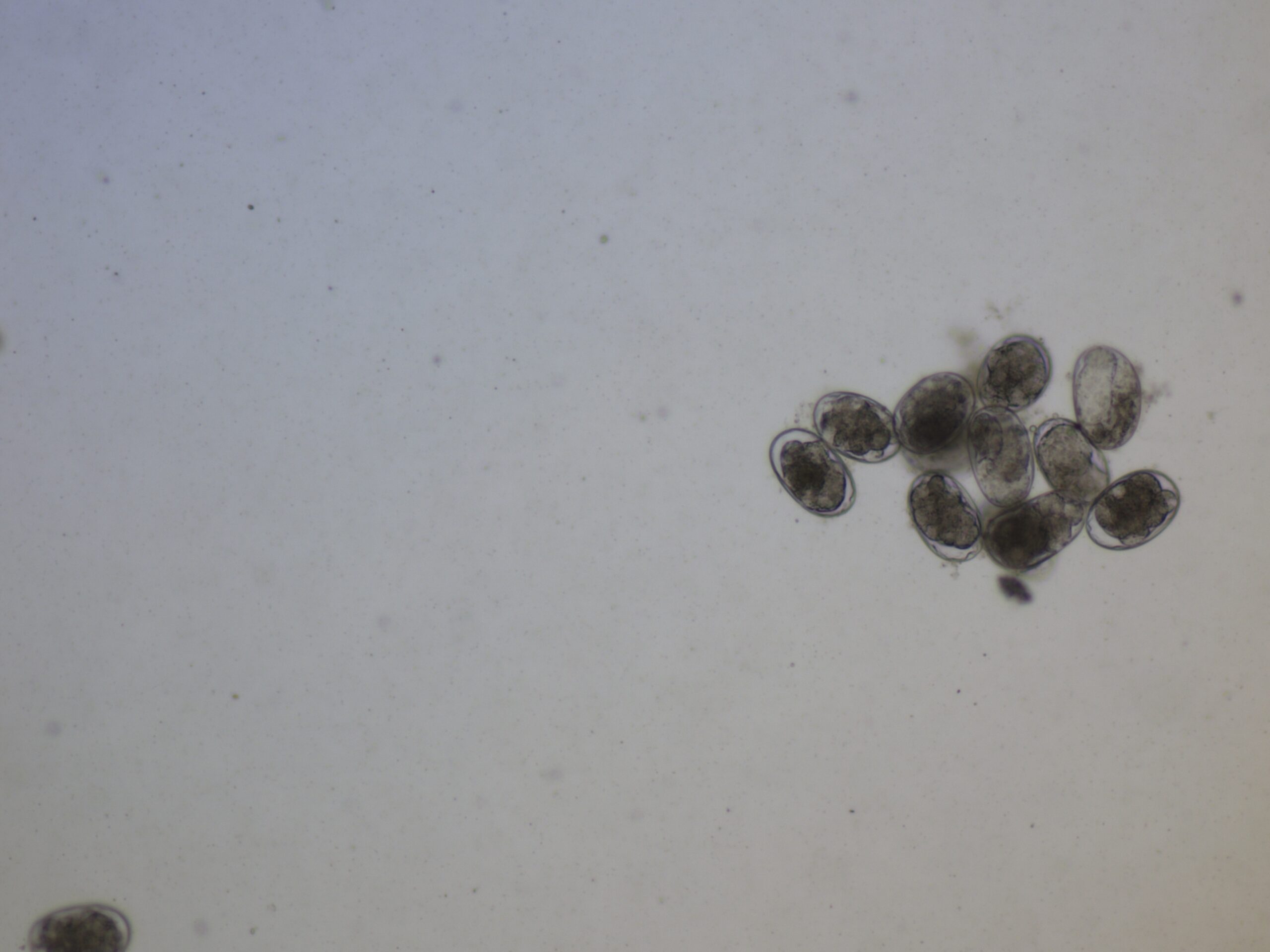 Emerging Canine Hookworm Resistance