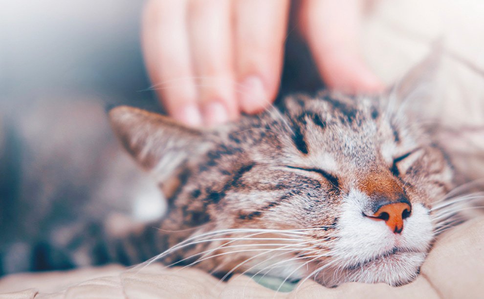 Veterinarians to cat owners: your cat will or will not develop chronic kidney disease within two years