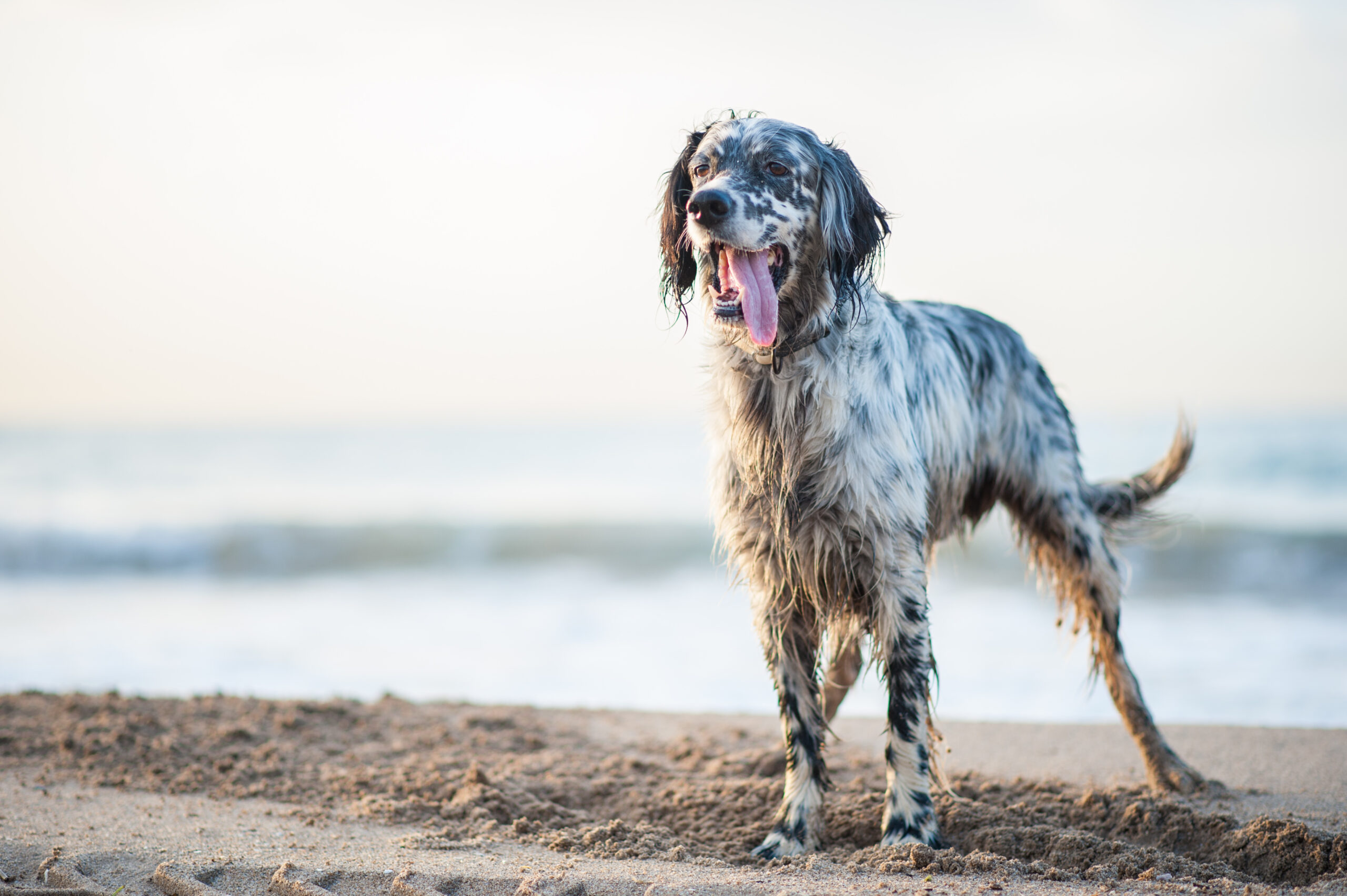 Data affirm KeyScreen’s value in detecting zoonotic Giardia and treatment-resistant hookworm: Florida dogs show high treatment resistance￼