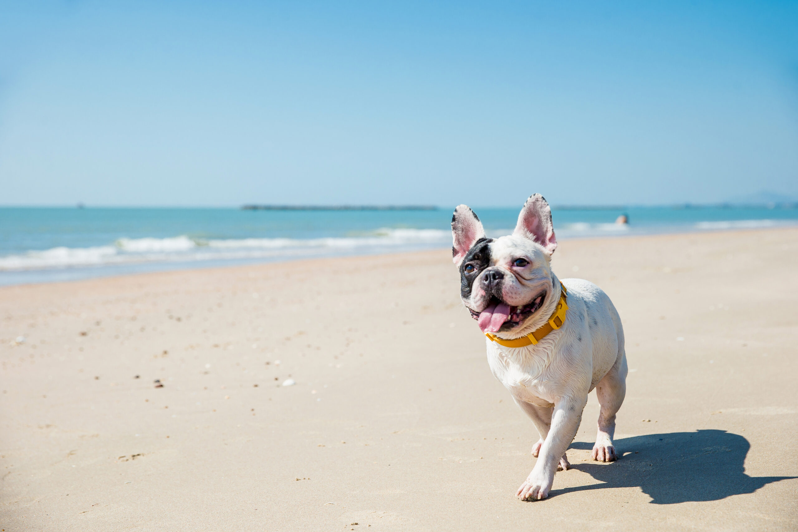 Tips for the Dog Days of Summer — Parasite Prevention 