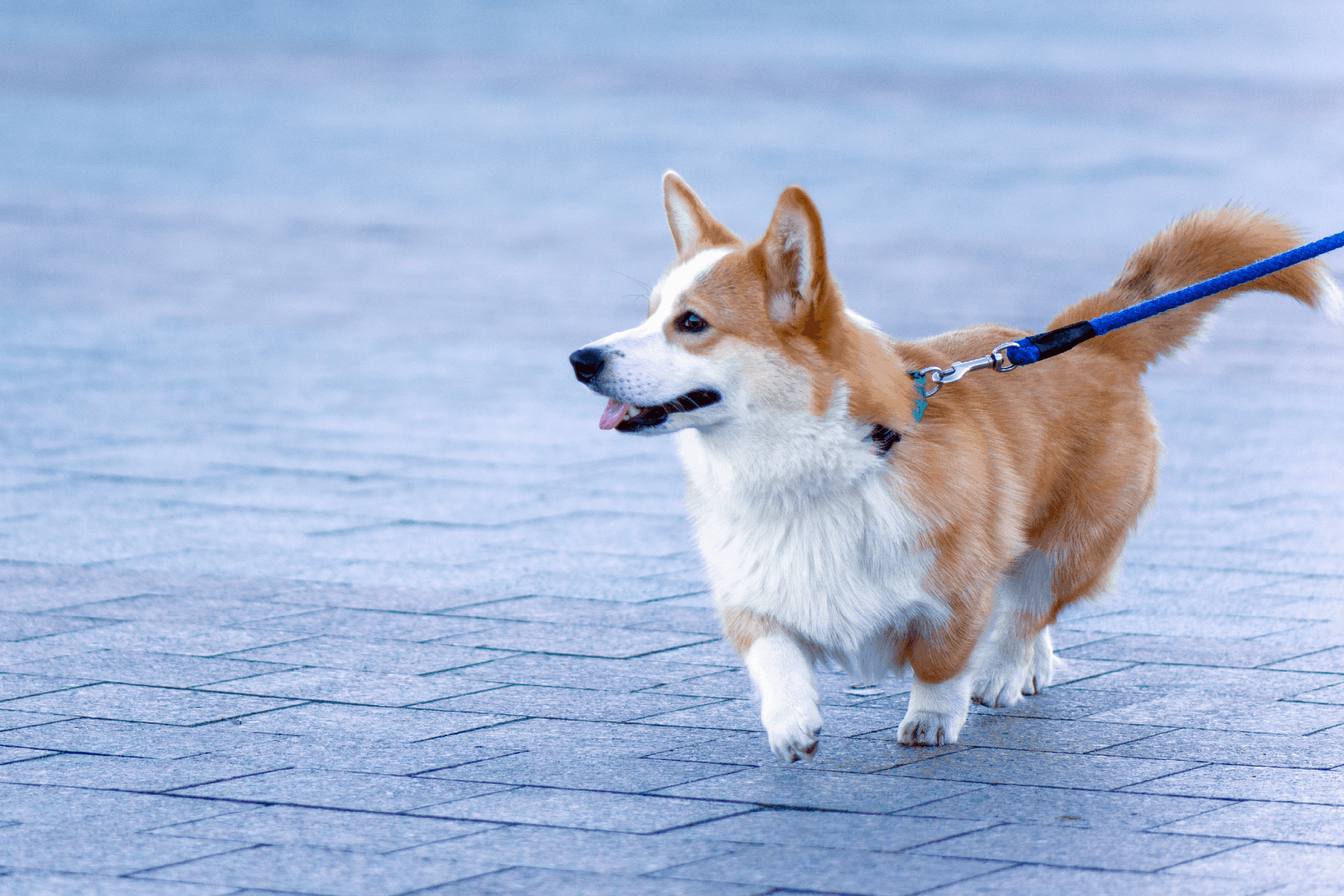 Antech pioneers first automated rapid urine culture for cats and dogs