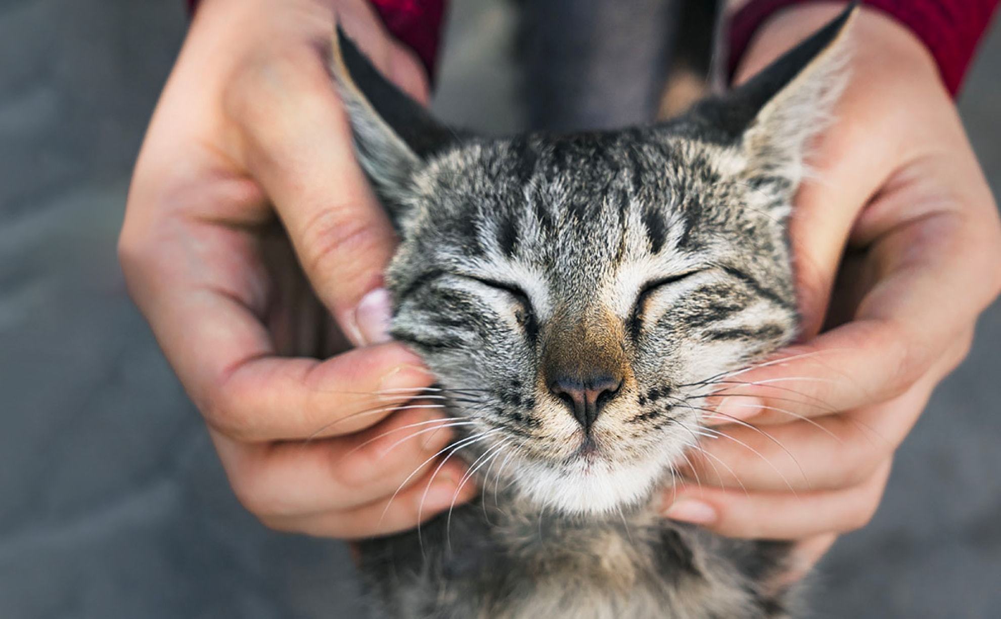 RenalTech® named Best New Companion Animal Product for 2019