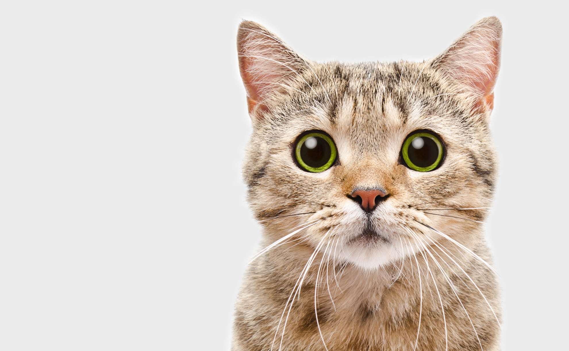 New AI-driven diagnostic tool can predict chronic kidney disease in cats two years before onset