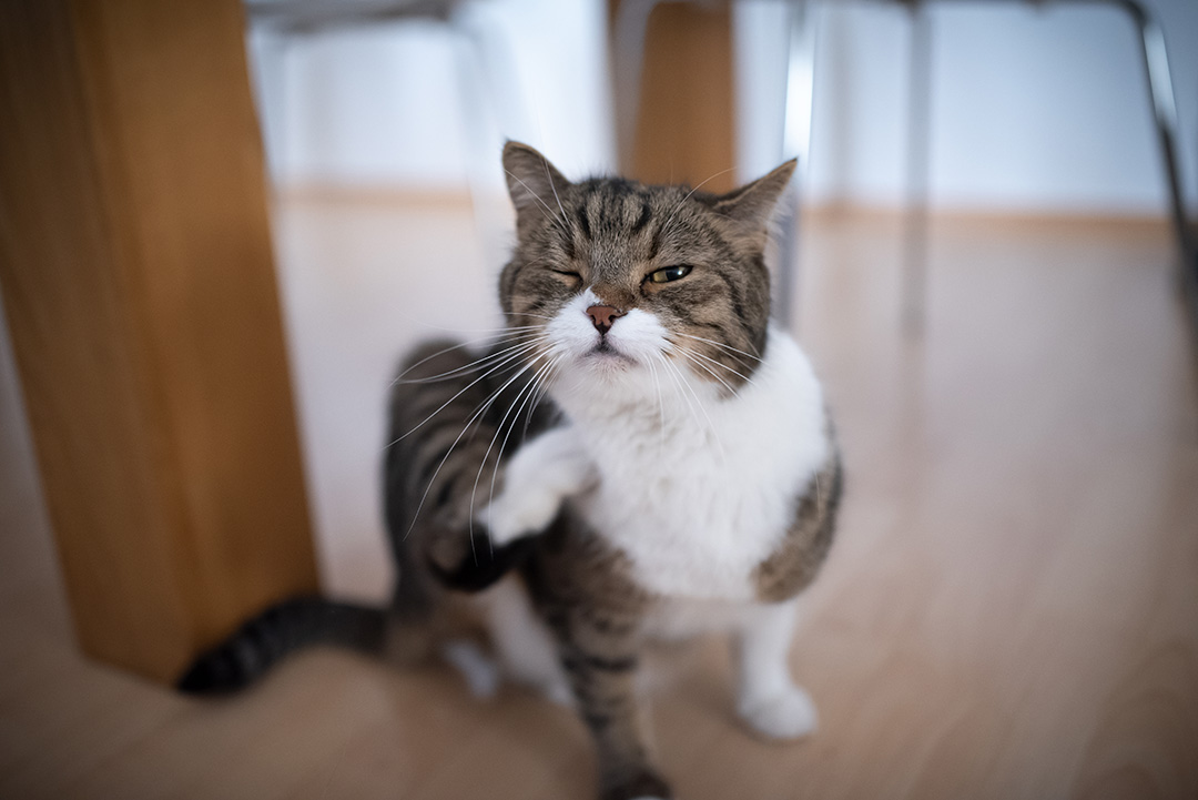 Allergy Immunotherapy in the Atopic Dog and Cat-Still a Viable Option
