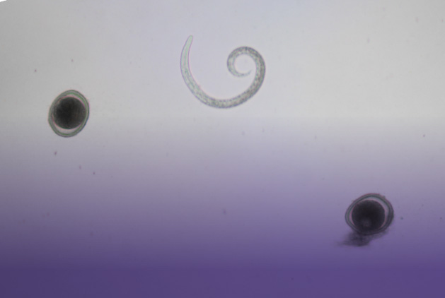 Zoonotic Disease and Intenstinal Parasites