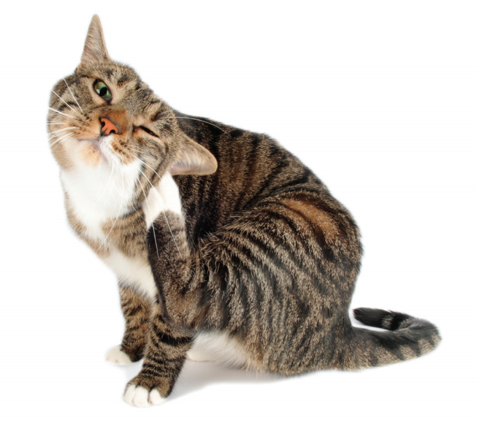 Why I Love to Treat Feline Atopy!