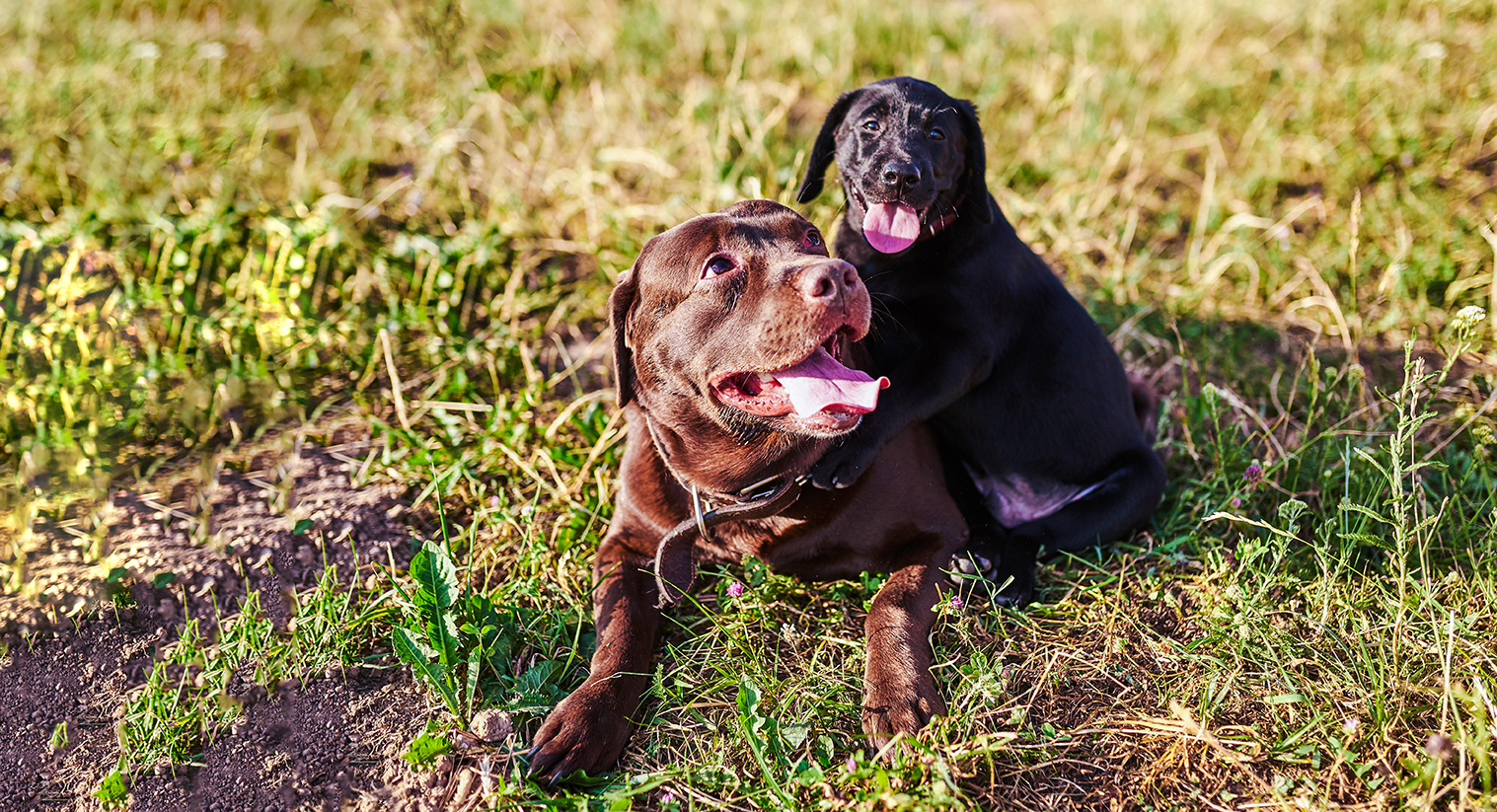 Antech introduces veterinary medicine’s most advanced parasite screening test