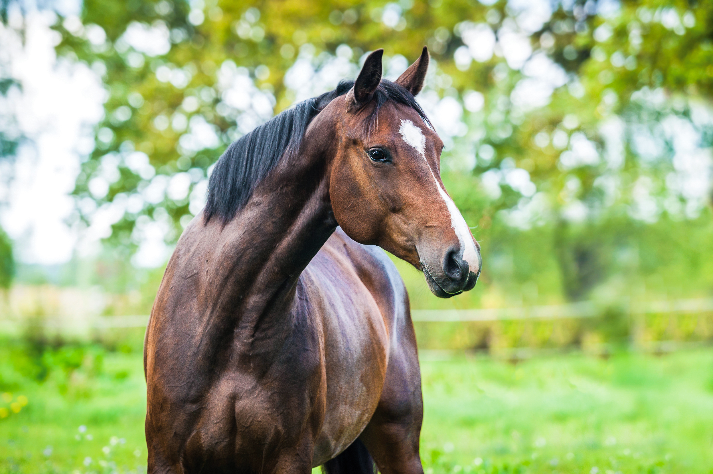 MARS EQUESTRIAN™ will present an Equine Veterinary Continuing Education Series in the Fall of 2021