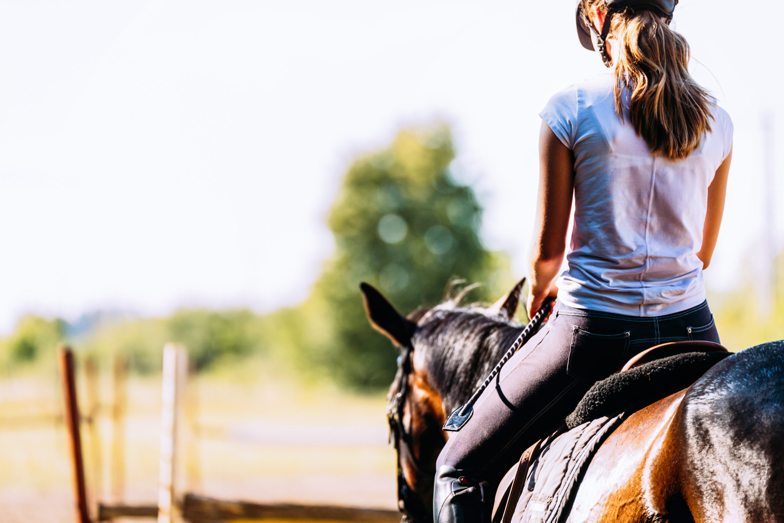 Veterinary CE Event Aims to Bring Nutrition Insights to Help an Ever-Growing Population of Horses Aged 20+ Years
