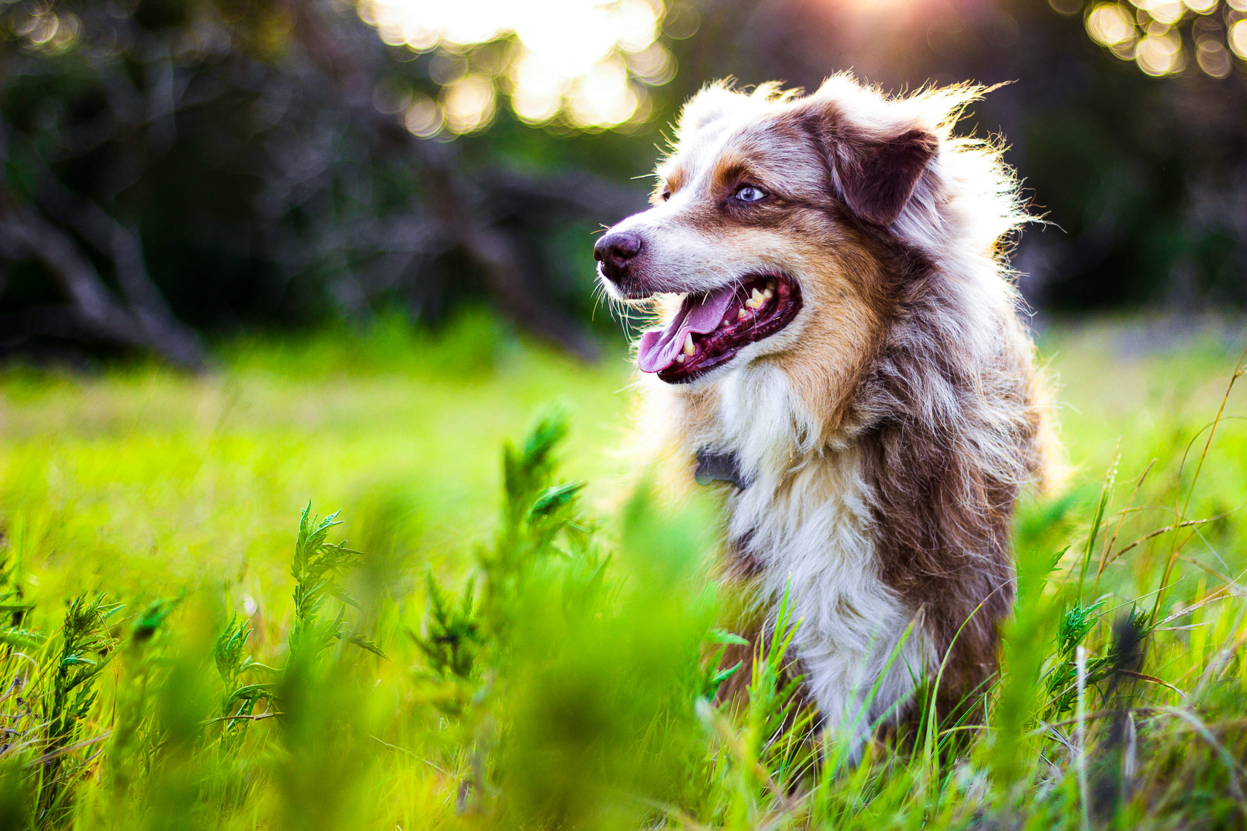 Battle Heartworm and Lyme Using Antech’s Accuplex® — a Q&A with Dr. Philip Bosse 