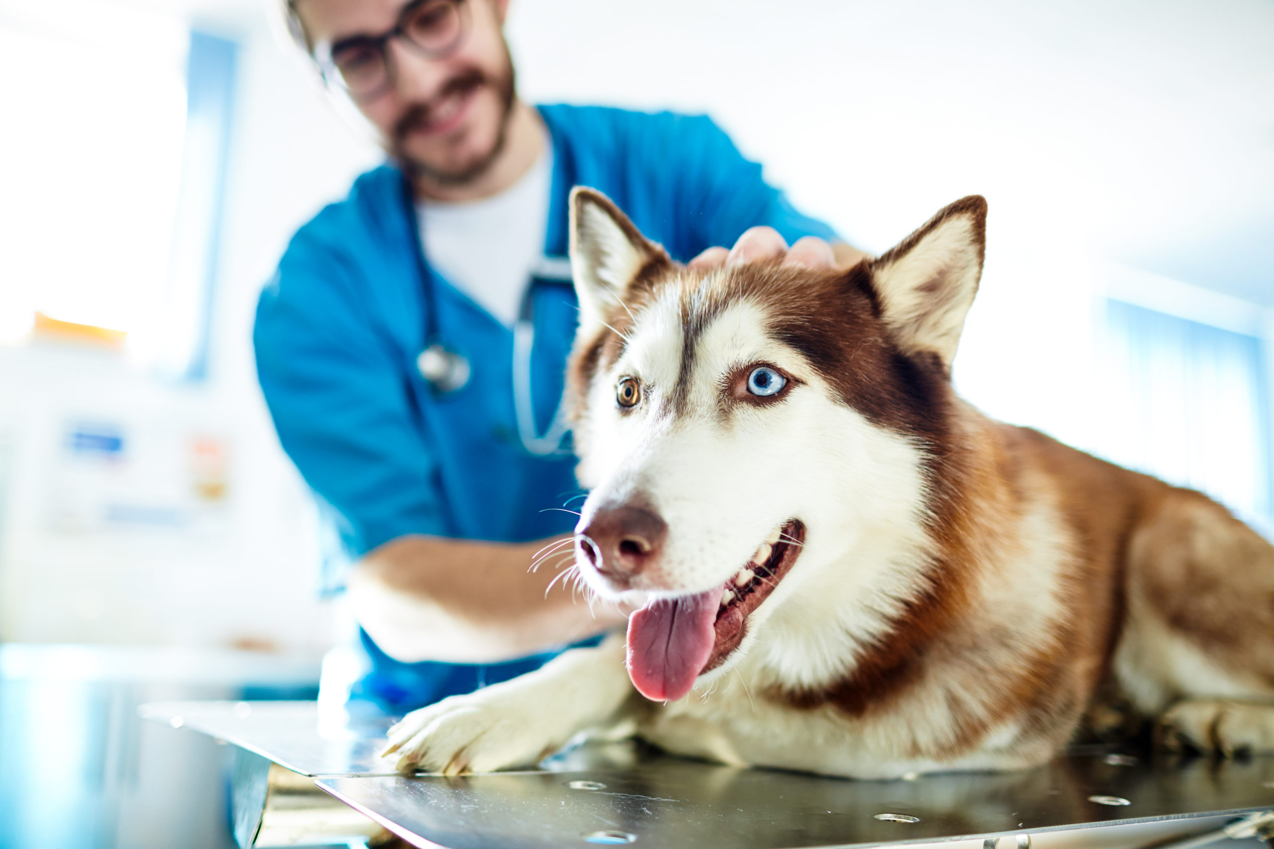 Customize Your Practice with Antech 