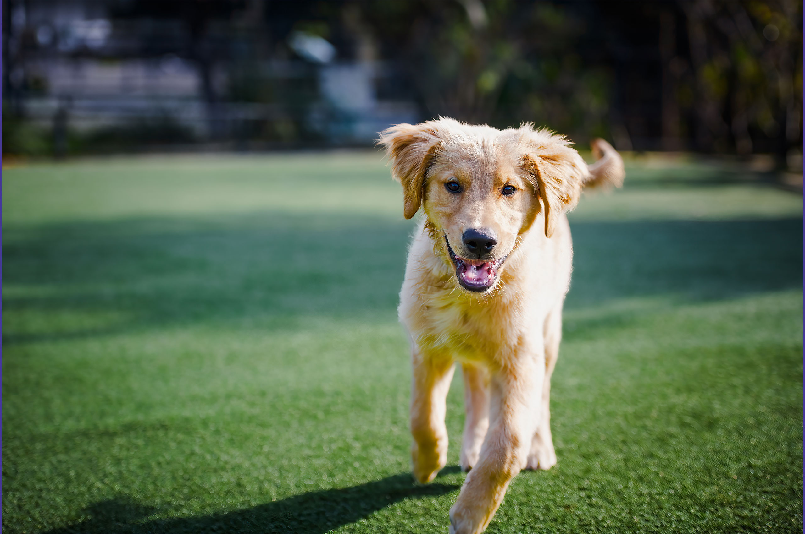 A Complete Guide to Intestinal Parasite Prevention in Your Vet Practice 
