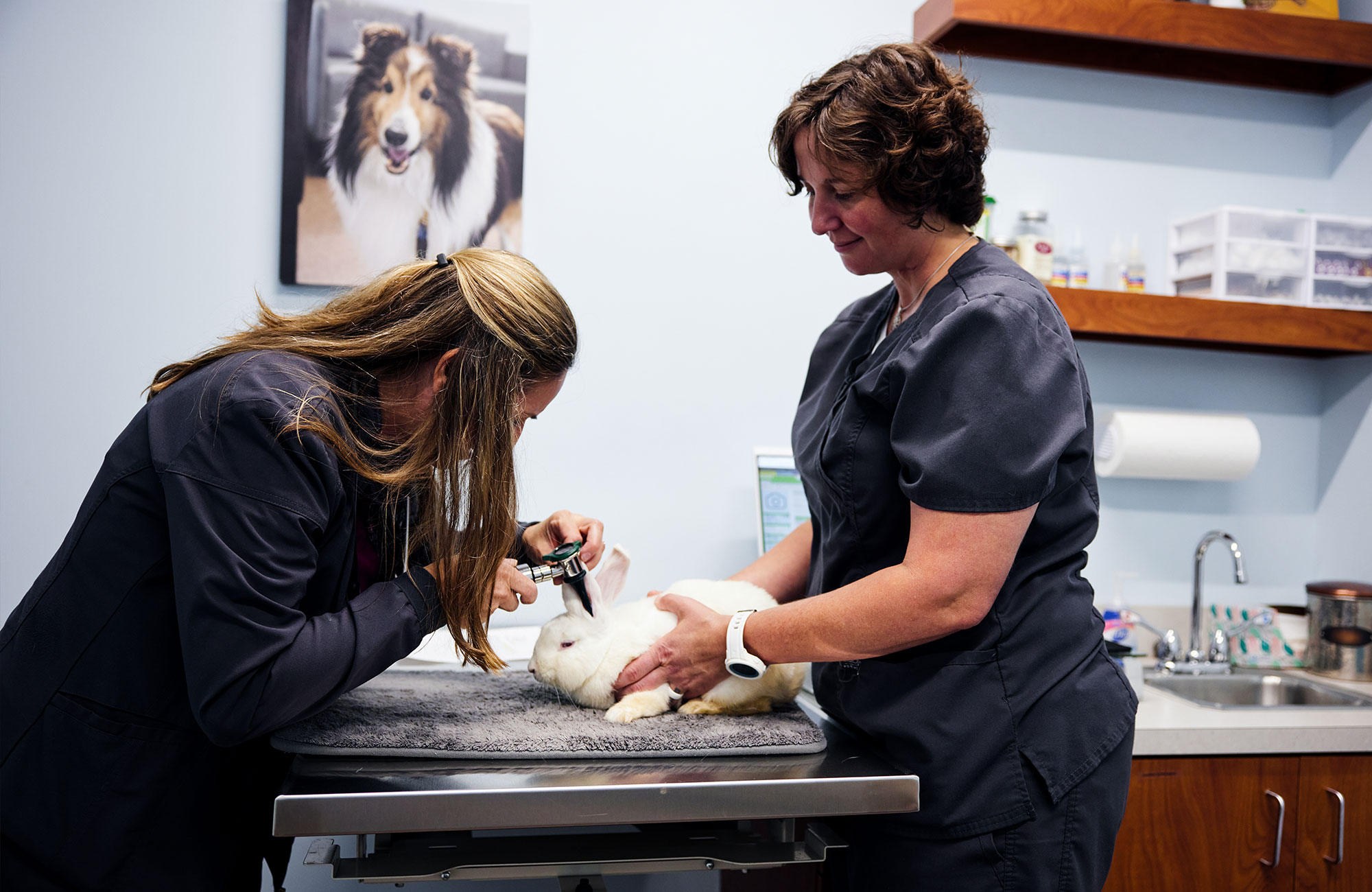 Hard-Earned Humility: A Celebration of Technicians by Veterinarians Who Know What It’s Like to Spend a Day in Their Scrubs