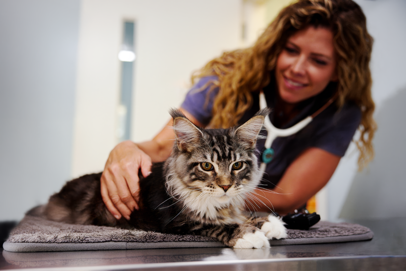 Mental Health in Veterinary Medicine: A Conversation About Personal Agency and Boundary Setting with Dr. Jen Brandt
